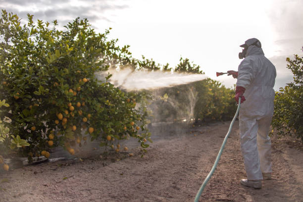 Best Local Pest Control Services  in Hawley, MN