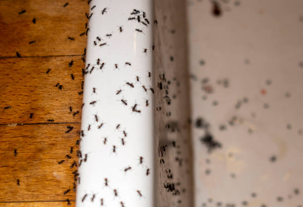 Best Residential Pest Control  in Hawley, MN