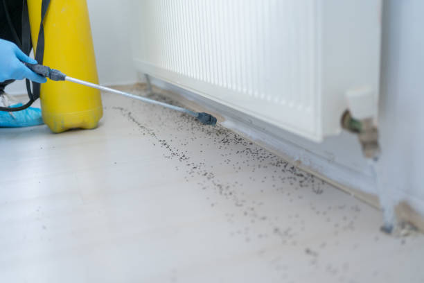 Best Rat Extermination Near Me  in Hawley, MN